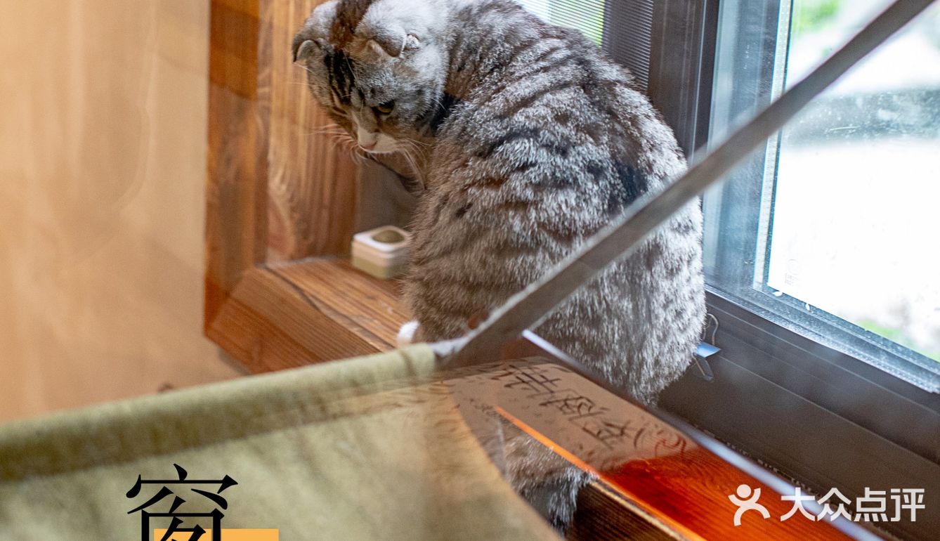 春光正好，赏花逗猫喝一杯咖啡｜南泊山咖啡