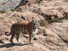 -西霞口神雕山野生动物世界