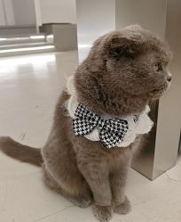 -蚂蚁造型俱乐部