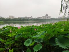 -莲花池公园
