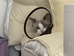 -柏萃动物医院·骨科·牙科