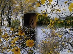 -天适樱花悠乐园