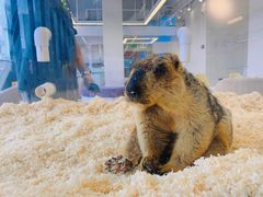 -怪兽屋·羊驼·猫咖·狗咖(俊华广场店)