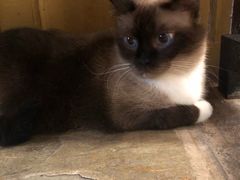 -猫咪博物馆(顶澳仔猫街店)