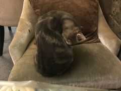 -猫色咖啡·猫咖