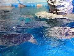 -烟台海昌鲸鲨海洋公园
