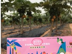 -光明小镇欢乐田园