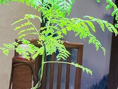 -北方家宴(番禺永旺店)