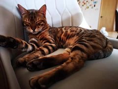 -猫腻·猫咖·撸猫馆(星光大道店)