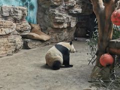 -石家庄市动物园