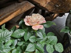 -苹果树下艺术餐厅(通州店)