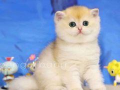 -柚子猫舍·精品猫舍购猫·猫咪认养·购宠·宠物店