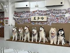 -星多哈·狗咖·拼豆·咖啡