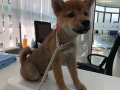 -美美宠物诊疗中心·异宠·骨科(滨江东信分院)