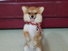 -翊宠yipet猫狗购宠庄园犬舍•猫舍