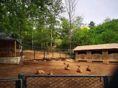 -大连森林动物园