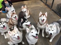 -TrueLove @ Neverland (Husky Cafe)