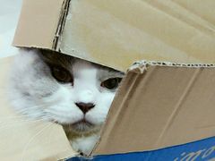 -创凡宠物医院·骨专科  猫科中心(西乡分院)
