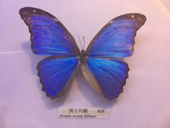 -吉林省自然博物馆