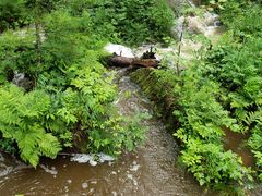 -五营红松林海景区