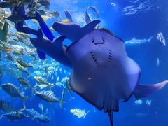 -太平洋海底世界