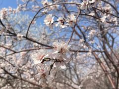 -桃花堤公园