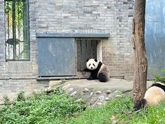-都江堰中华大熊猫苑