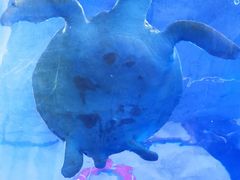 -梦幻海洋王国(吾悦广场张家港店)