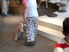 -飞行喵MR PILOT|猫舍·猫咖(静安大融城店)