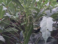 草根堂农场-草根堂农场