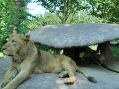 -北京野生动物园