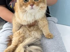 -纳吉亚猫专科动物诊疗中心(蒋宅口分院)