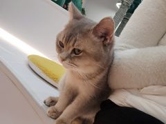 -COLOR PETS 撸猫馆·购猫·猫咖(长风大悦城店)