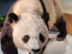 -陕西自然博物馆