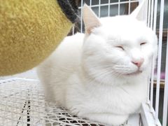 -两棵枇杷树