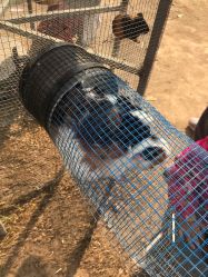 -萌宠亲子动物乐园(槐房万达店)