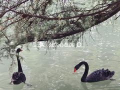 -西苑公园