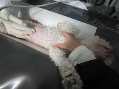 -中国农业大学动物医院