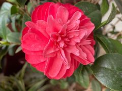 -呀路古热带植物园