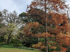 -墨尔本皇家植物园