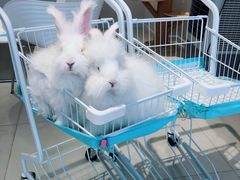 -怪兽屋·羊驼·猫咖·狗咖(俊华广场店)