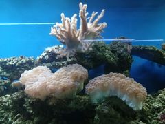 -御唐府海珊瑚主题餐厅