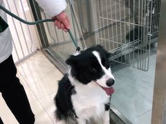 -宠福鑫康馨动物医院·骨科·眼科
