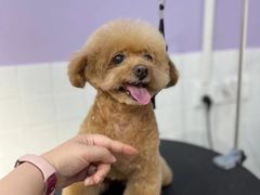 -Oh My Dog宠物沙龙(伊珊娜皮毛护理店)