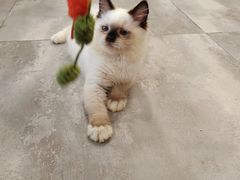 -楼上猫咖(罗湖店)