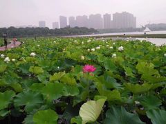 -暨阳湖生态园