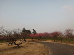 -上海海湾国家森林公园