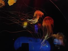 -太平洋海底世界