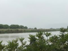 -长兴太湖图影湿地文化园