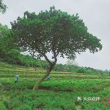 周末放假肯定要去逛公园呀